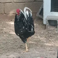 مرغ خروس گلین