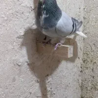 فروشی|حیوانات|کرمان, |دیوار