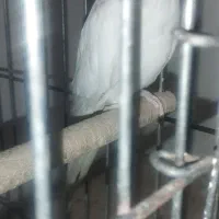 طوطی عروس هلندی آلبینو|پرنده|صدرا-فارس, فاز ۱|دیوار