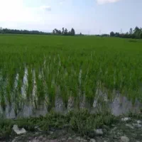 فروش ۱۰ هکتار شالیزار سنتی زیر کشت بر آسفالت|فروش زمین و ملک کلنگی|رشت, بازار|دیوار