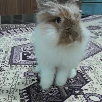 خرگوش لوپ نر