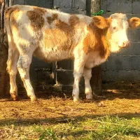 3 راس گاو .. لیشه چالوسی.. سیمینتال|حیوانات مزرعه|رشت, بازار|دیوار