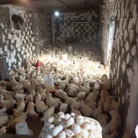 مرغ تخم تخم گذار جوان