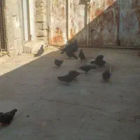 زاغ آبادانی