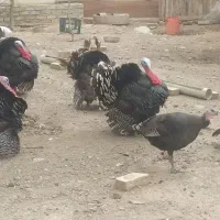 تخم بوقلمون نطفه دار برنز