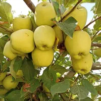 تولیدکننده نهال انواع صنوبر، میوه، گردو، بادام|خدمات باغبانی و درختکاری|شاهین‌شهر, ۹ دی|دیوار
