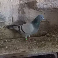 مسافتی شناسنامه دار