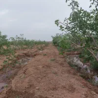 فروش باغ زراعی با درختان پسته و انار|فروش دفتر صنعتی، کشاورزی، تجاری|صفادشت, |دیوار