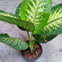 گل و گیاه|گل و گیاه طبیعی|دهدشت, |دیوار