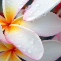 راهنمایی هنری کتاب مجله