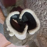 کفش بچگانه 3 جفت و یک عدد دمپایی|کفش و لباس بچه|شیراز, سعدیه شمالی|دیوار