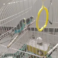 مرغ عشق|پرنده|بوکان, |دیوار