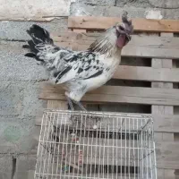 جفت مرغ و خروس لاکندزی تخم سبز