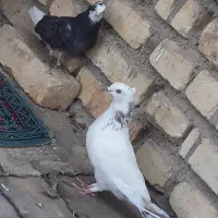 خوب