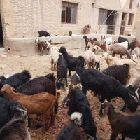 گوسفند زنده و گوشتی همراه با قصاب|حیوانات مزرعه|یزد, |دیوار