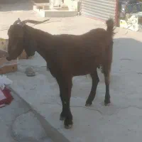 یک عددبز|حیوانات مزرعه|برازجان, |دیوار