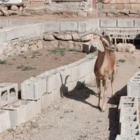 بز کوهی|حیوانات مزرعه|خرم‌آباد, |دیوار