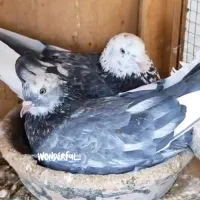 کفتر پرشی تهرانی|پرنده|اصفهان, باغ فدک|دیوار