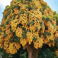 فروش نهال انبه