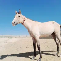 اسب ماده ترکمن