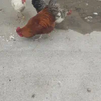 خروس محلی|حیوانات مزرعه|نوشین شهر, |دیوار