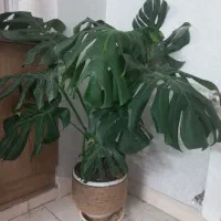 گل برگ انجیری