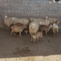 ۶عدد کوسفند بره دار