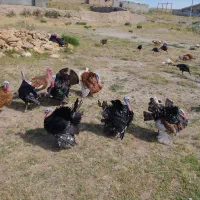 بقلمون محلی برنز سرحال به صرفه