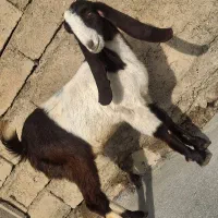 عربی گلابی اصل|حیوانات مزرعه|بیستون, |دیوار