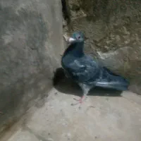 جوجه کبوتر آلمانی پر کوتاه