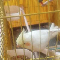 عروس هلندی بازیگوش دستی