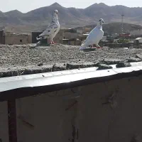 کفتر ارازل|پرنده|تربت‌حیدریه, قائم|دیوار