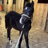 کره پونی نریون