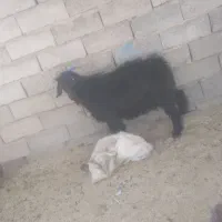 سلام بز سرحال