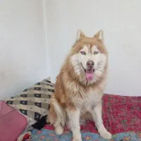 سگ هاسکی