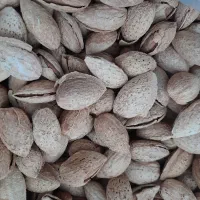 بادام منقا زرین