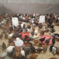 جوجه گل پایگان 40روزه