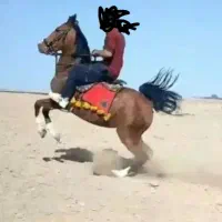 برکت یک مادیان ویک کره مادیان مخصوص تک بندی