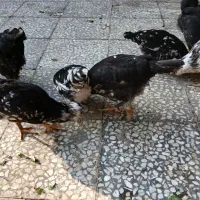 وارک ۴ ماهه گلین طوسی|حیوانات مزرعه|دهلران, |دیوار