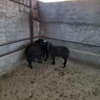 ۴ راس بره