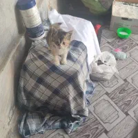 یک عدد گربه گمشده