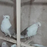 کبوتر|پرنده|ابهر, |دیوار