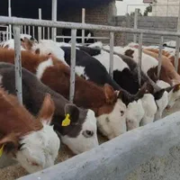 دام‌زنده قرینطنه شده گوساله پرواری