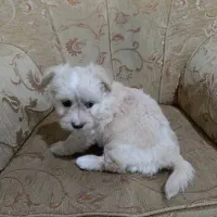 سگ پاکوتاه|سگ|لامرد, |دیوار