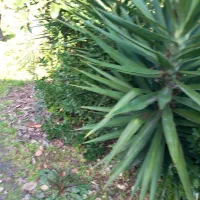 گل طبیعی یوگاه