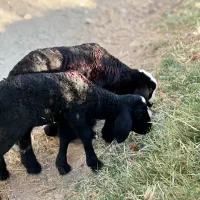 پخش کود گاوی و گوسفندی درجه یک