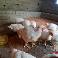 مرغ گوشتی نژاد راس
