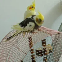 عروس هلندی دستی