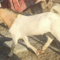 نری پاکستانی|حیوانات مزرعه|بشاگرد, |دیوار