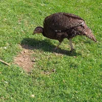 بوقلمون ماده نژاد برنزه